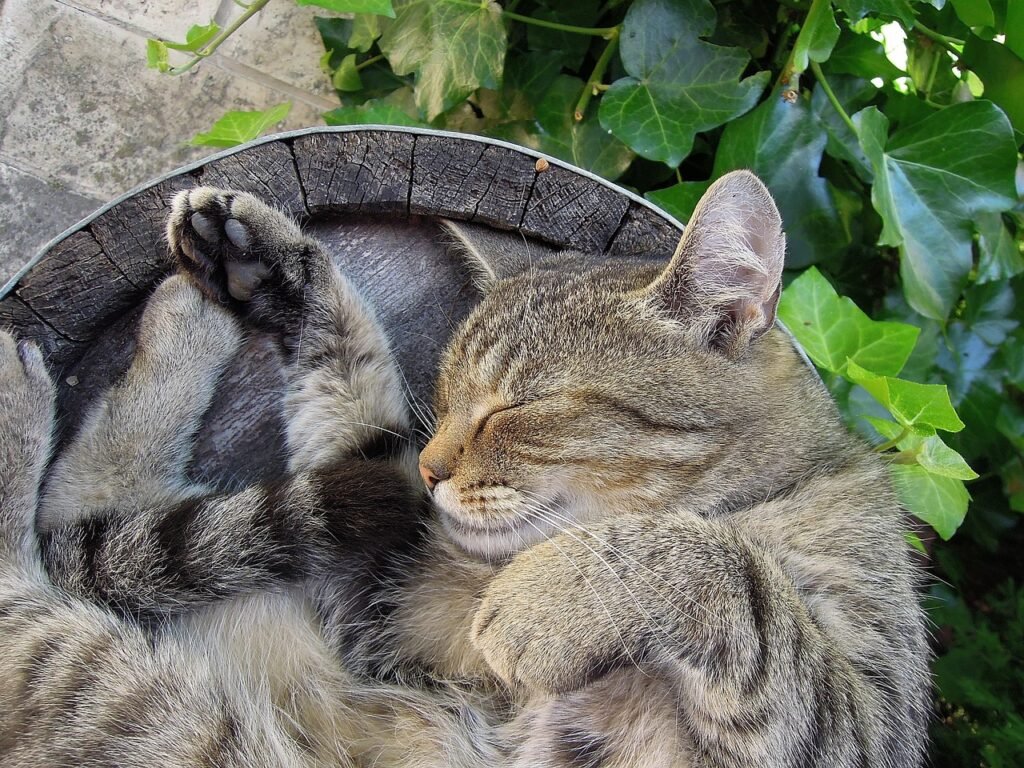 cat, kitten, tabby cat, animal, domestic cat, pets, pet, sleep, sleeping cat, relax