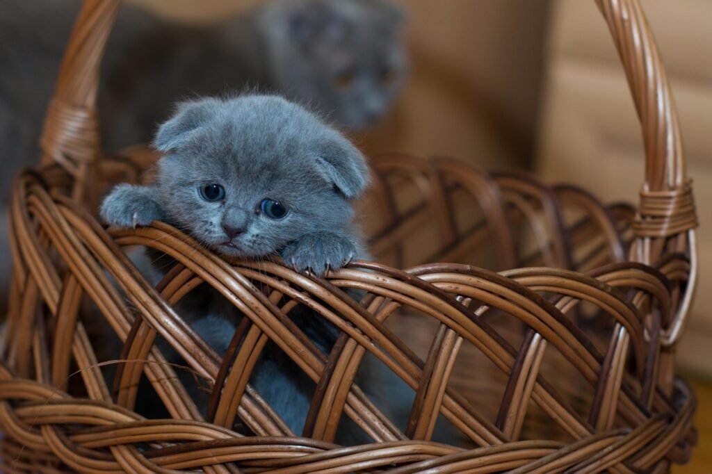 kitten, basket, pet, adorable, animal, cat, cute, kitty, little, mammal, wicker, cat portrait, portrait, nature, feline