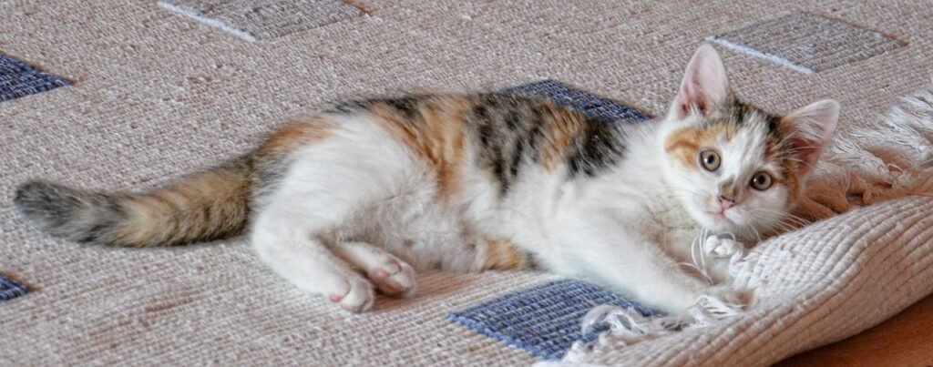 How Long Do Cats Stay in Season or Heat cat, lucky cat, tricolor, whiskers, domestic cat, cat boy, animal, female, pet, to play, carpet, snout