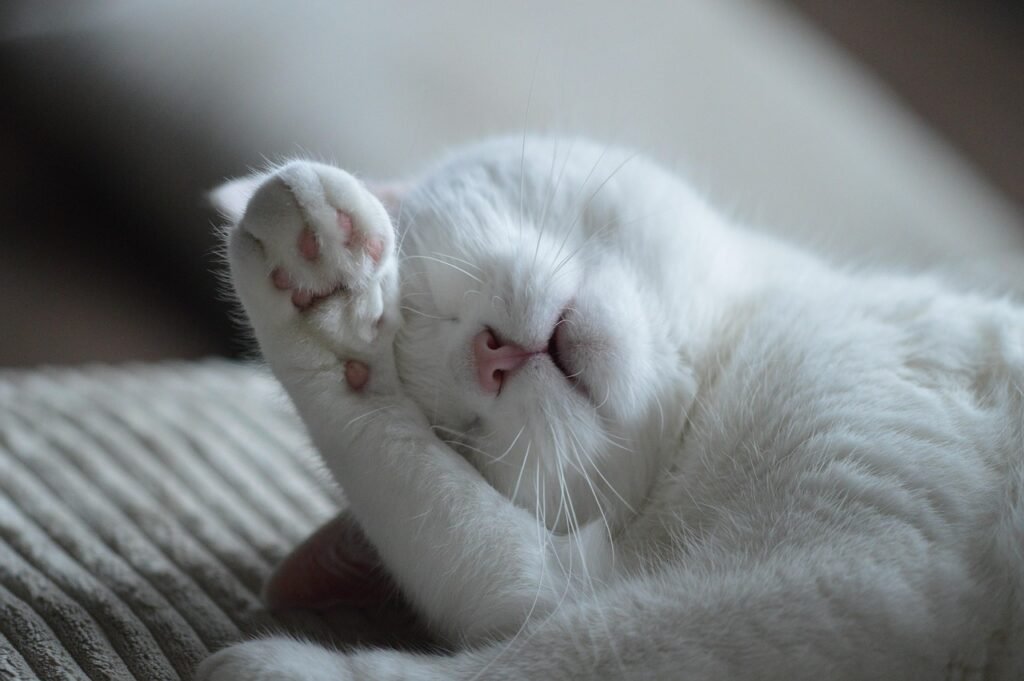 Is It Normal for Cats to Twitch in Their Sleep? animal, cat, feline, pet, sleep, mammal, whiskers, nature, fur