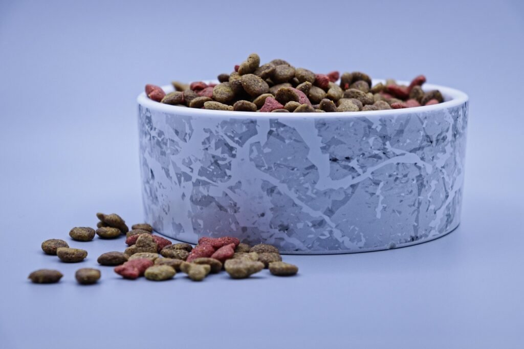 cat, food, eat, healthy, diet, dry, feline, animal, nature, pet, bowl