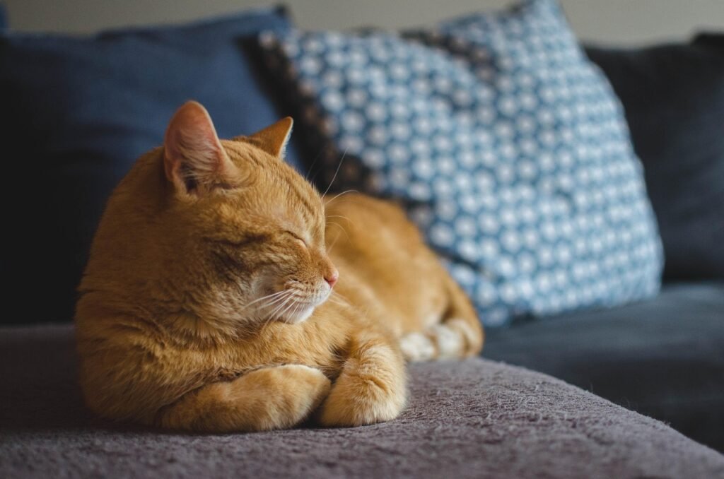 How Long Do Cats Stay in Season or Heat cat, red cat, cat's eyes, lying cat, dream, pet, domestic cat, a well-groomed cat, calm cat, animal, relaxation, sleeping cat, rest, dachowiec