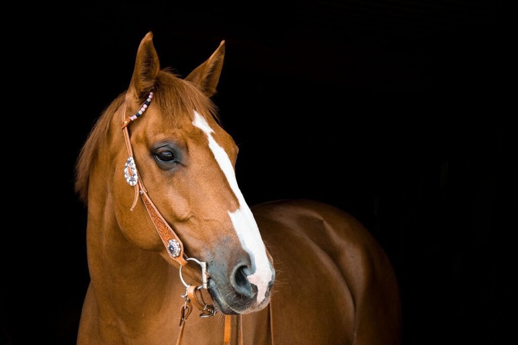 horse, mare, bridle, animal, horse riding, nature, equestrian, brown, mammal