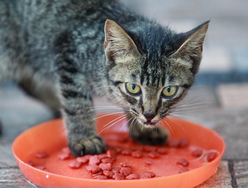 cat, pet, feline, animal, fur, kitty, eat, whiskers, hungry, kitten, domestic, domestic cat, cat portrait, animal world, nature, food, eating, bowl