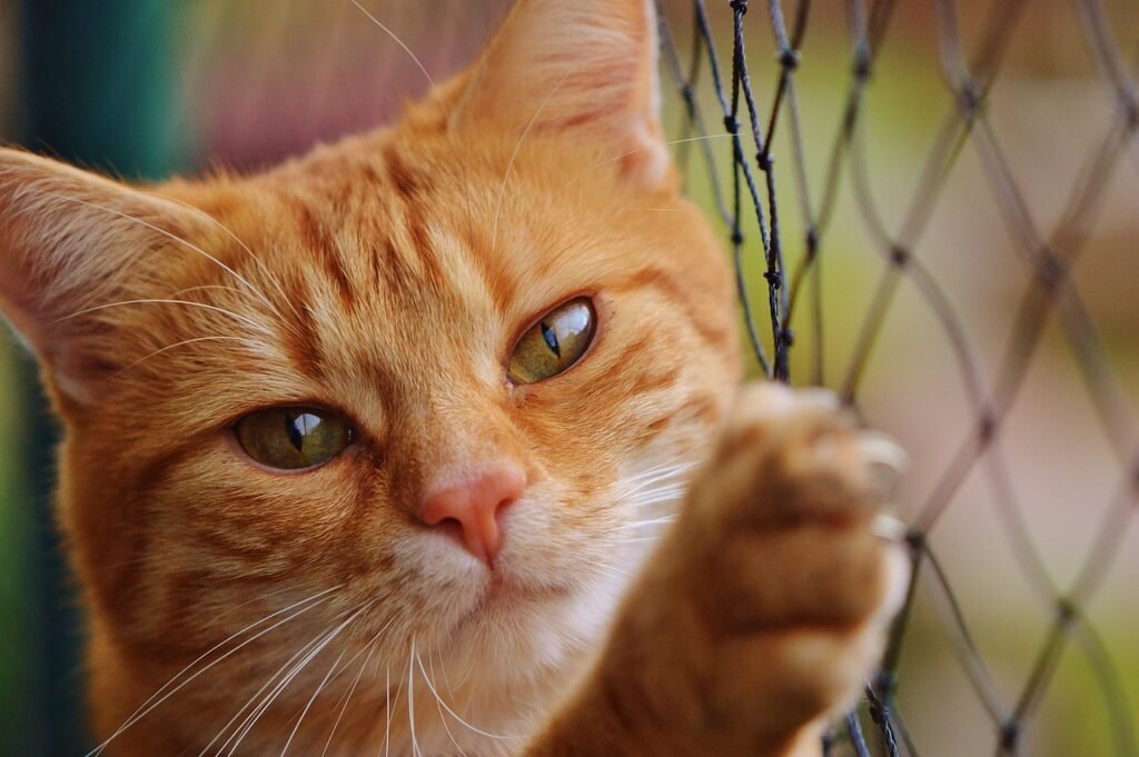 cat, red, cute, mackerel, nature, tiger, cozy, animal, domestic cat, fur, wildlife, domestic animal, cat face, pet, young cat, playful, red mackerel tabby, kitten, red cat, cat eyes, web, cat net