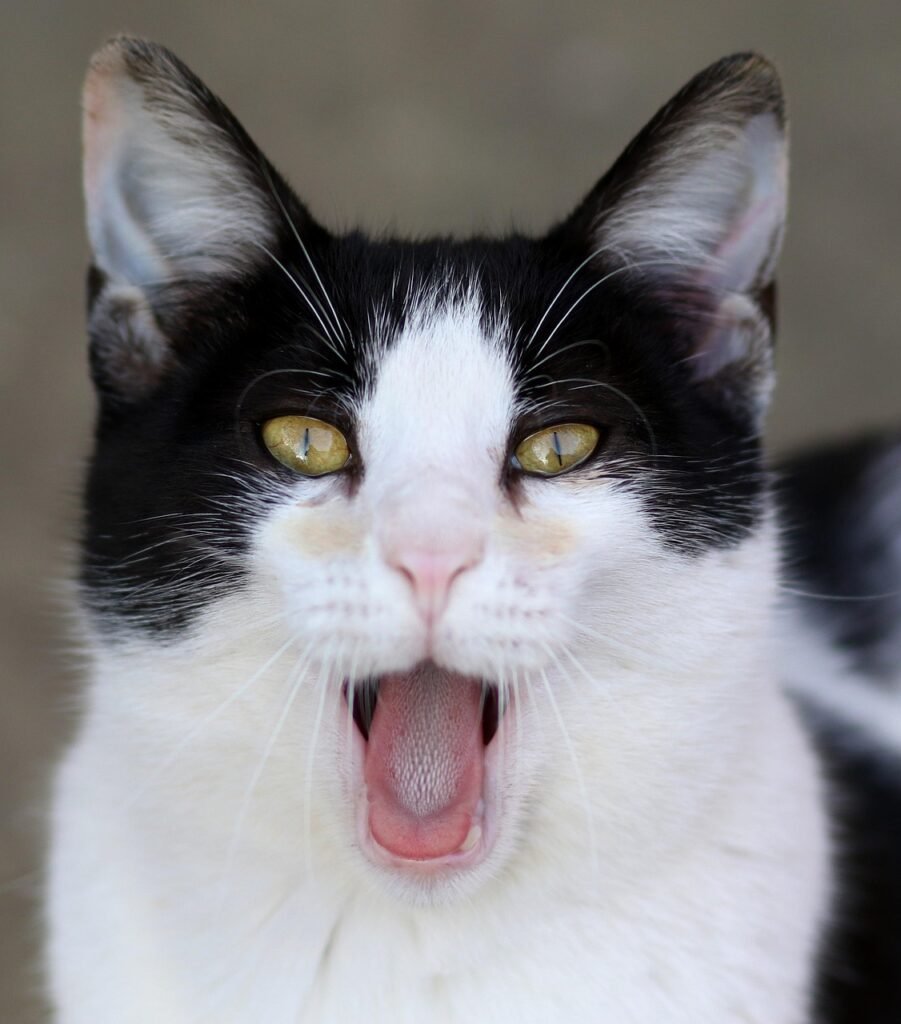 the cat, white, black, teeth, language, fur, feline, cute, tamed, funny