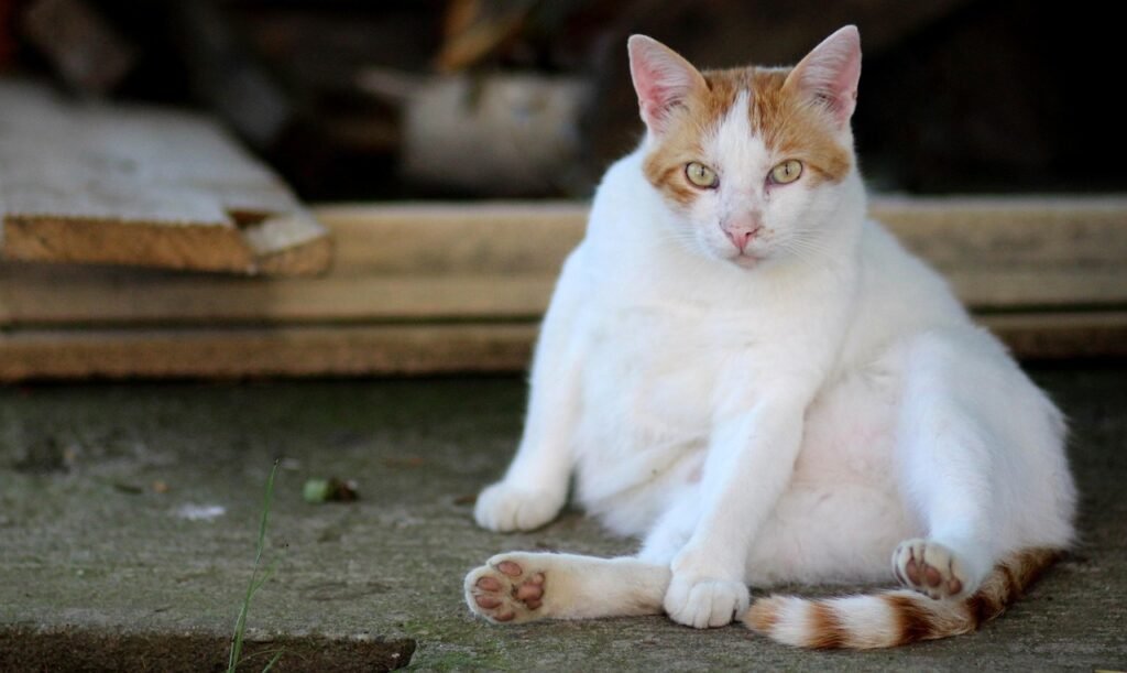 How Long Do Cats Stay in Season or Heat the cat, white, orange, lazy, stay