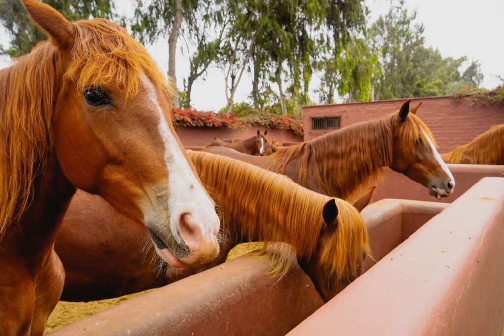 Several brown horses eating at an outdoor ranch enclosure, showcasing domestic farm animals.