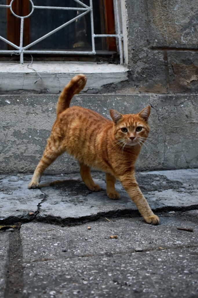 A curious tabby cat walking outdoors, exploring a rugged urban street.