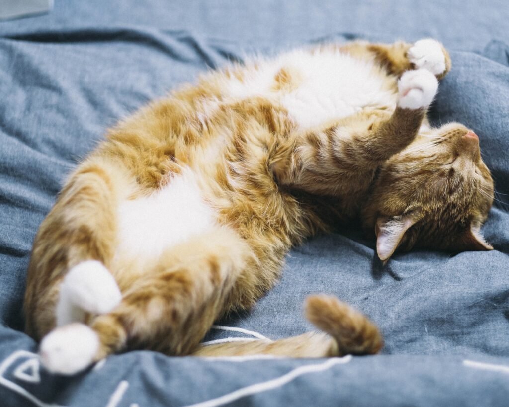 Is It Normal for Cats to Twitch in Their Sleep? A cute tabby cat peacefully sleeping on a bed indoors, emphasizing relaxation and comfort.