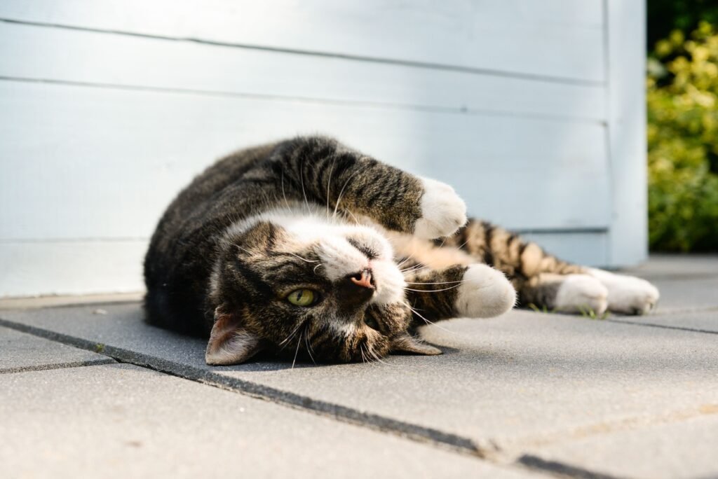A playful tabby cat enjoys the warm sunlight on a patio, showing its relaxed demeanor.