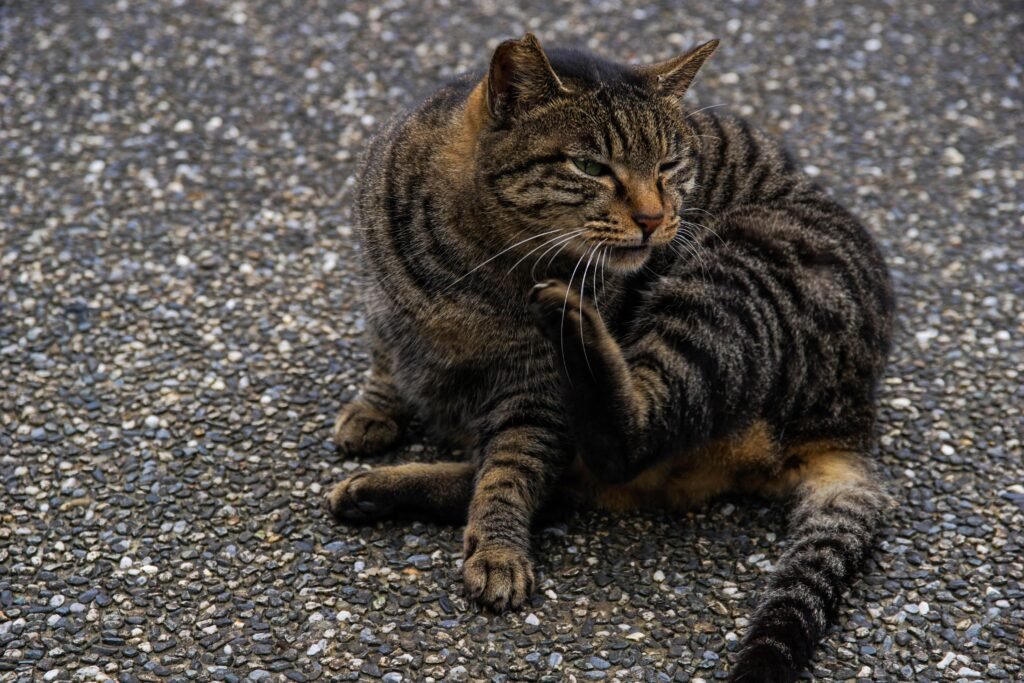 A tabby cat scratching itself on a pebbled outdoor surface, captured in a moment of relaxation.