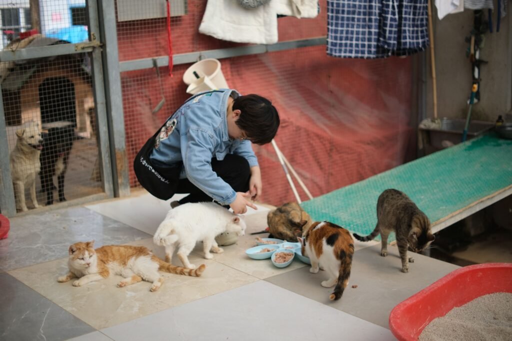 How Much Wet and Dry Food to Feed a Cat? A volunteer feeds cats at an animal shelter, showcasing pet care and adoption efforts.