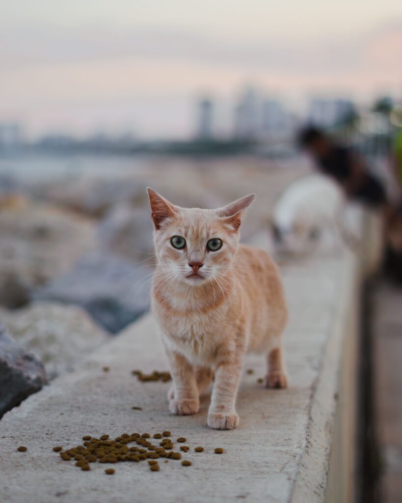 Ginger cat sitting on a seaside wall in Mersin, Türkiye with dry cat food nearby.
