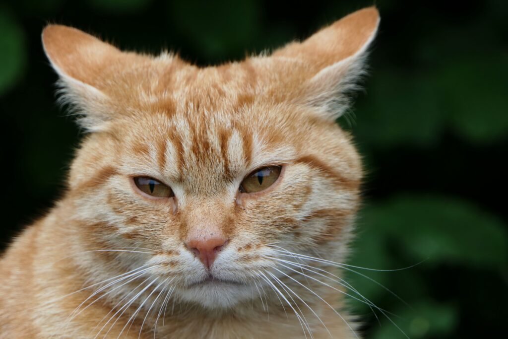 A detailed close-up of a ginger tabby cat with a serious expression against a dark background.