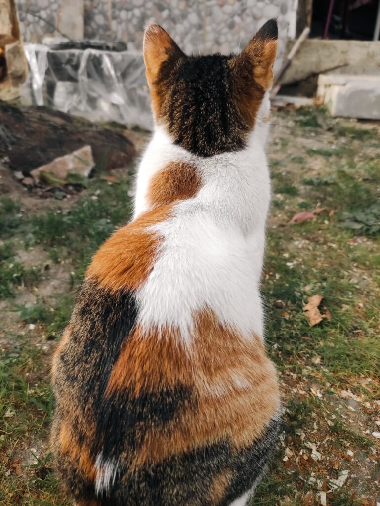 A calico cat is peacefully sitting on grass, shown from the back, capturing a serene outdoor moment.