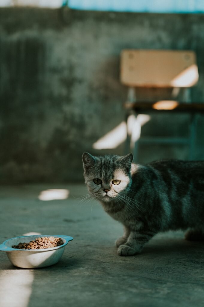 Does Dry Cat Food Expire? A cat curiously approaching its food bowl in a softly lit indoor space.