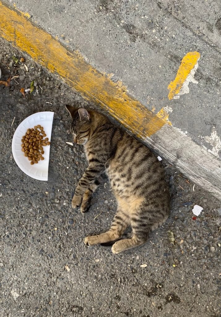 Does Dry Cat Food Expire? A tabby cat peacefully sleeping on urban concrete with a plate of dry food nearby.