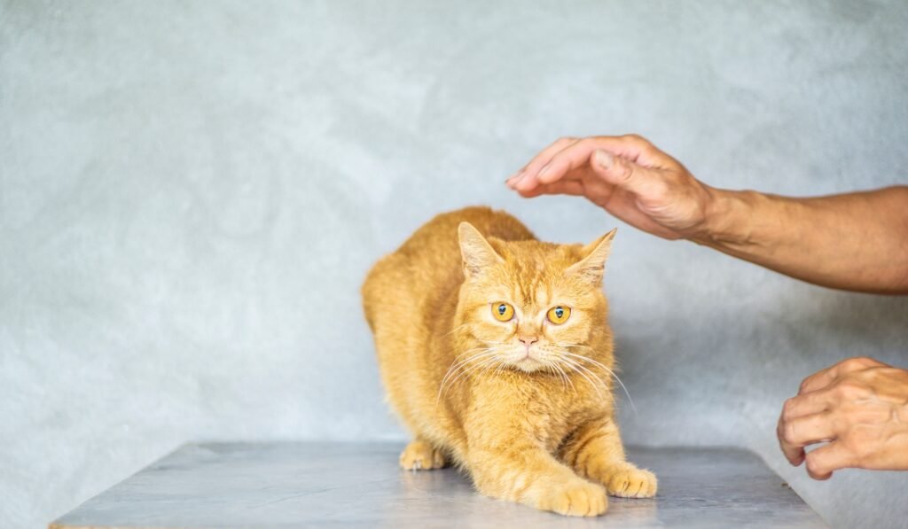Cute ginger tabby cat with bright eyes interacting with human hands indoors.