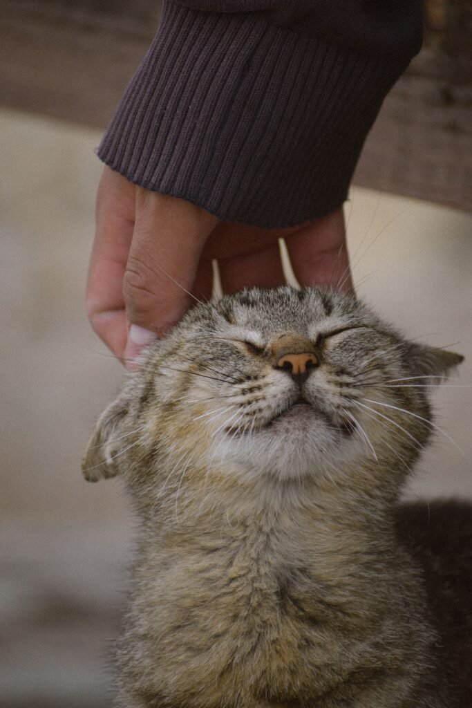 A content tabby cat relishes a tender head scratch from a human hand.