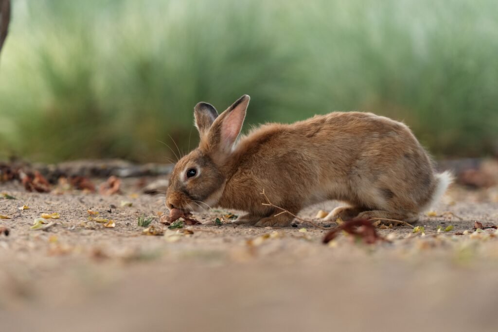 Adorable brown rabbit in natural habitat, foraging on the ground.