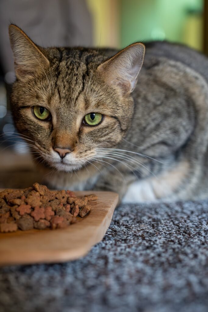 A tabby cat with striking green eyes curiously stares near a pile of dry cat food.