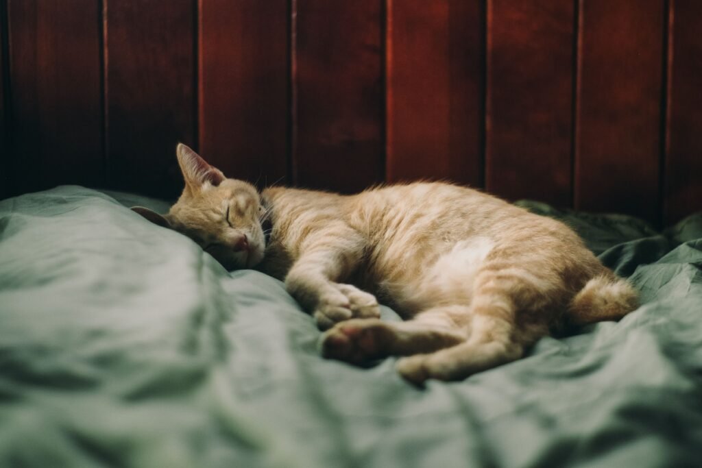 How to Know If Your Cat Is Pregnant? An adorable ginger cat sleeping soundly on a cozy bed, creating a warm and peaceful atmosphere.