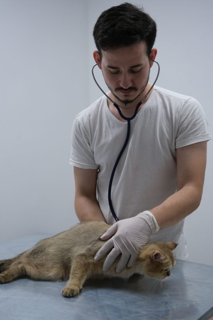 Veterinarian using stethoscope to examine cat in a clinic setting.