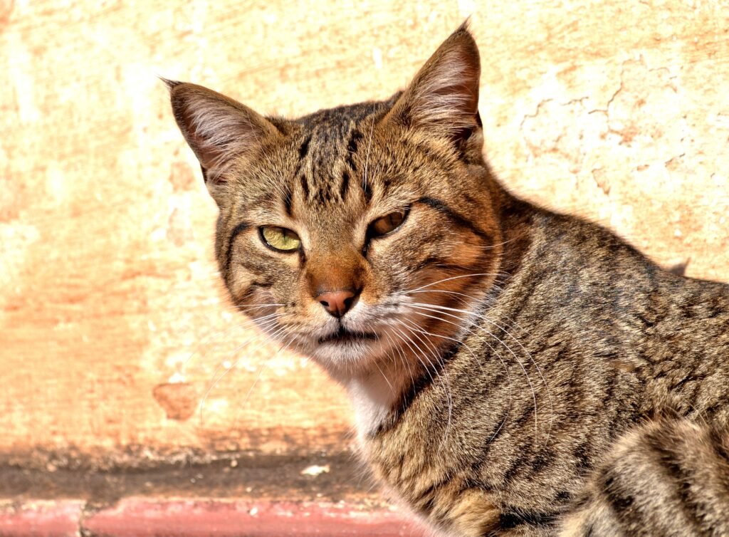 A detailed close-up of a striped cat basking in sunlight against a textured wall in Fès, Morocco.