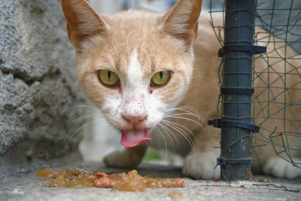 Close-up of a street cat in Istanbul licking food on the ground with green eyes.