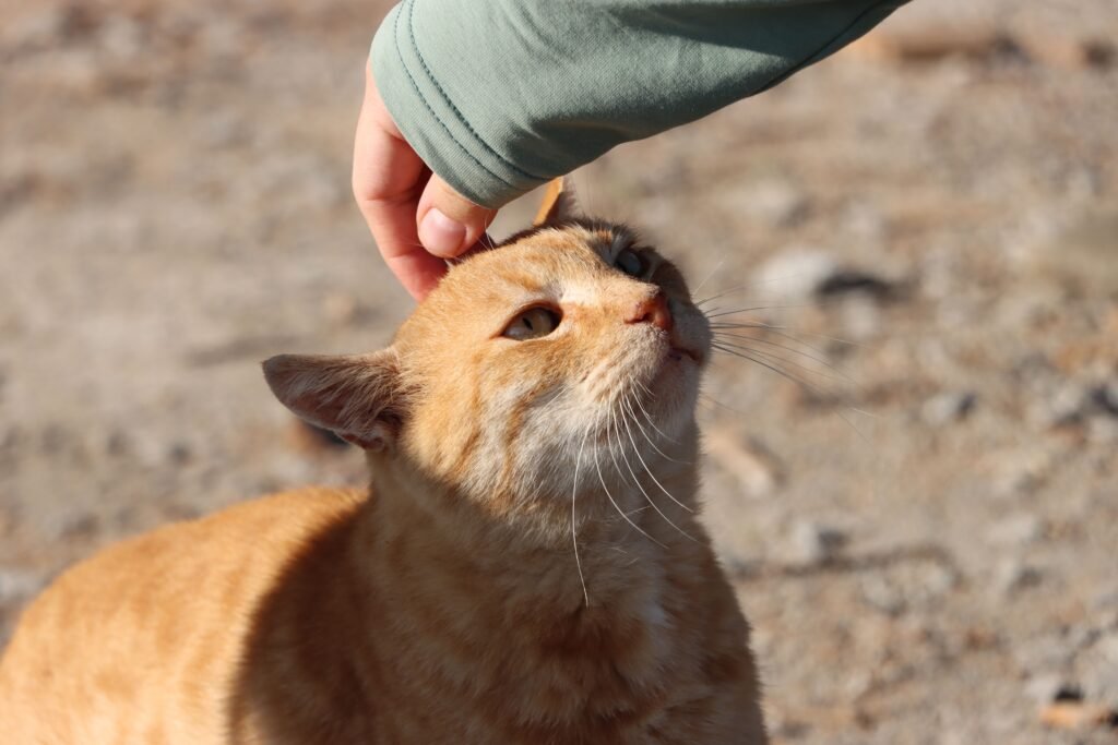A person gently strokes a ginger cat outdoors on a sunny day, capturing a moment of connection and affection.
