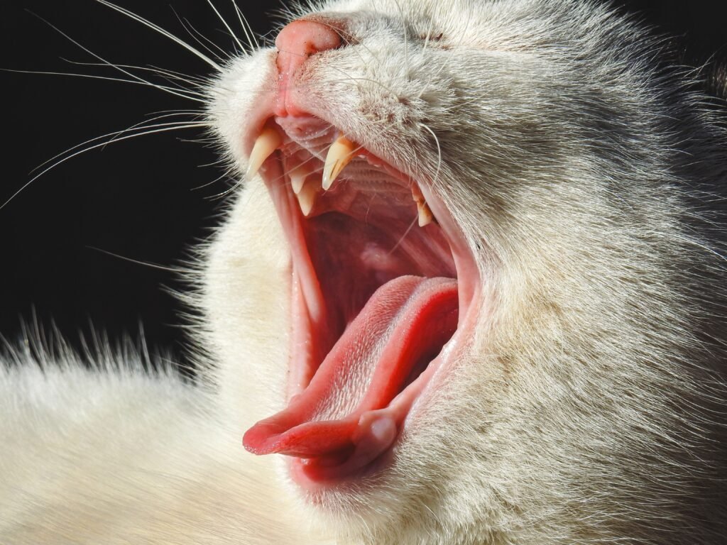 A detailed close-up photo of a white cat yawning, highlighting its tongue and sharp teeth.