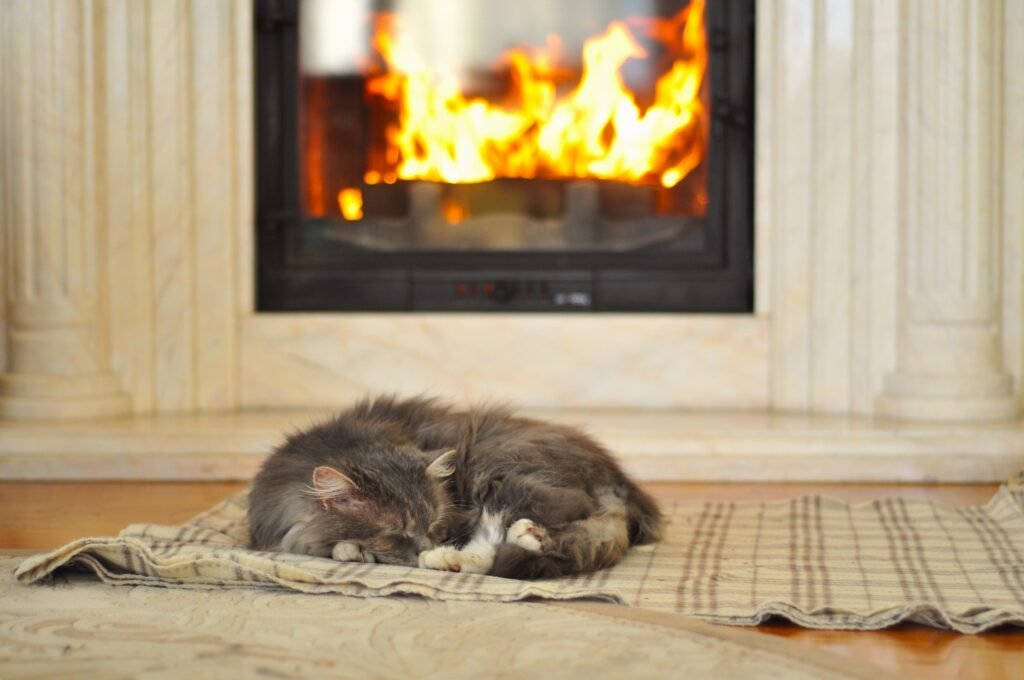 How Long Do Cats Stay in Season or Heat Fluffy grey cat peacefully napping by a warm, glowing fireplace, capturing a scene of ultimate comfort and relaxation.