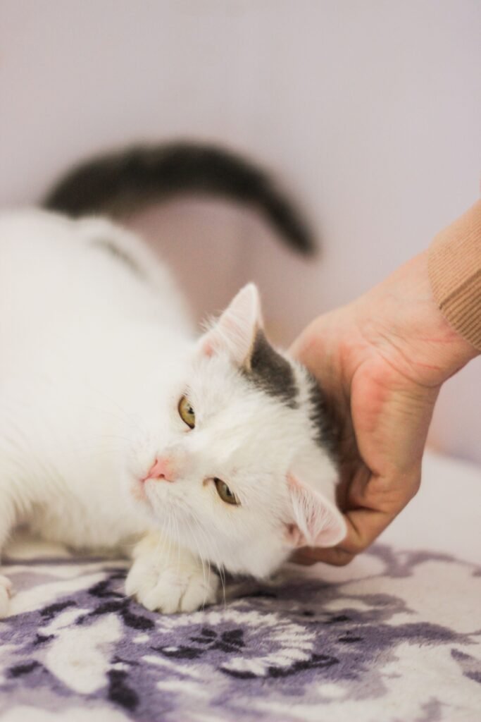 Close-up of a white cat being petted gently on the head, relaxing indoors.