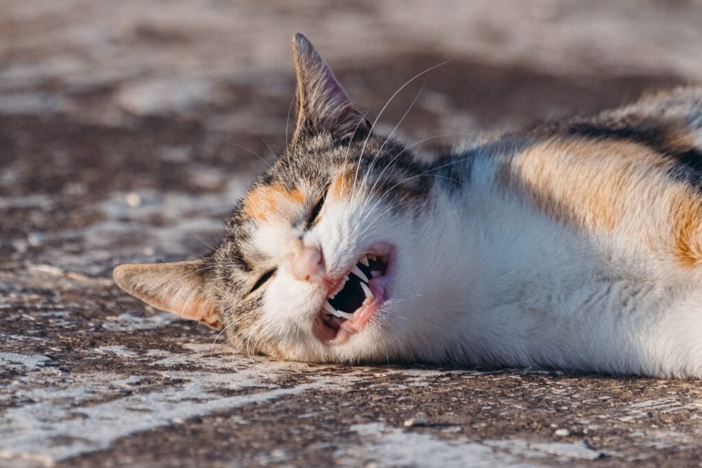 Close-up of a yawning calico cat lying on a sunlit surface outdoors, showing sharp teeth.