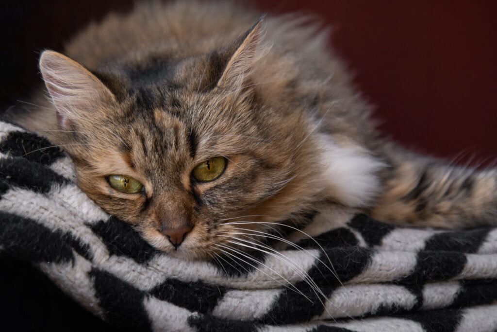 A Persian cat with green eyes relaxes on a patterned blanket indoors.