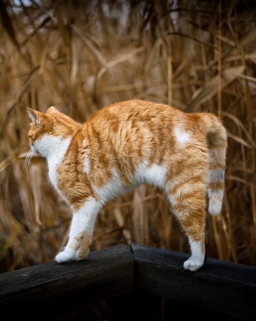 Curious orange tabby cat standing on a wooden rail amidst dry grass outdoors.