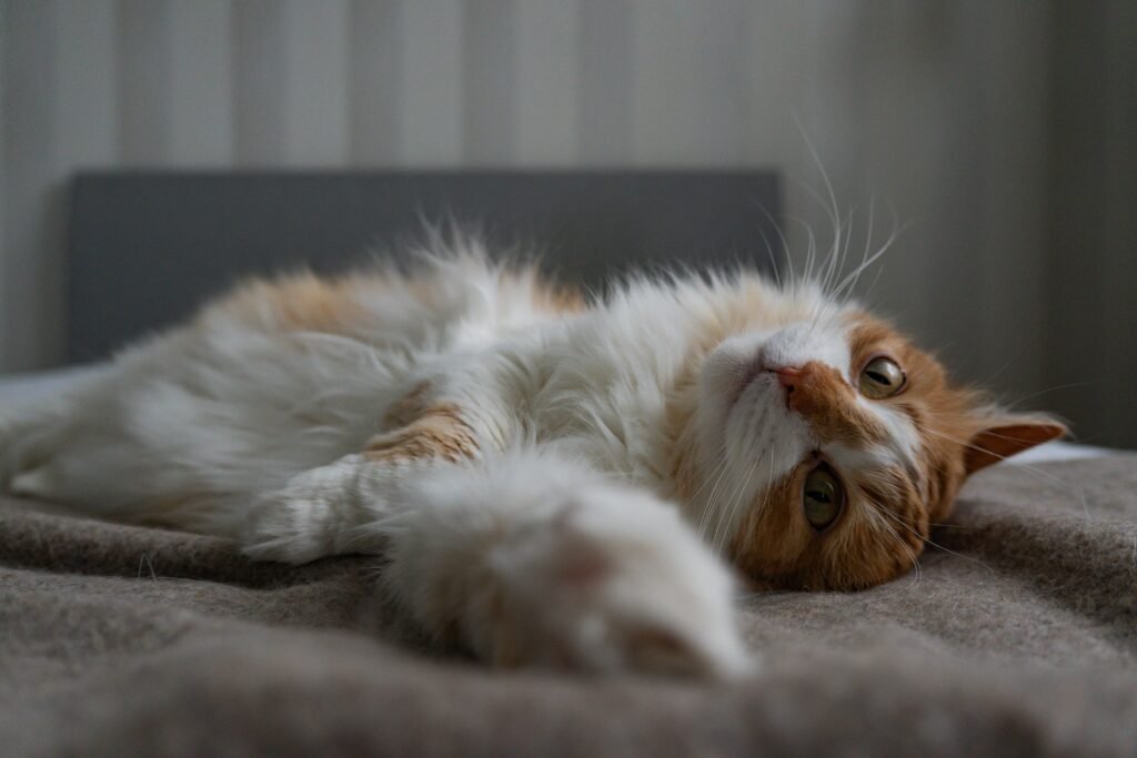 Is It Normal for Cats to Twitch in Their Sleep? A fluffy ginger cat stretches lazily on a bed indoors, showcasing a cozy and relaxed scene.