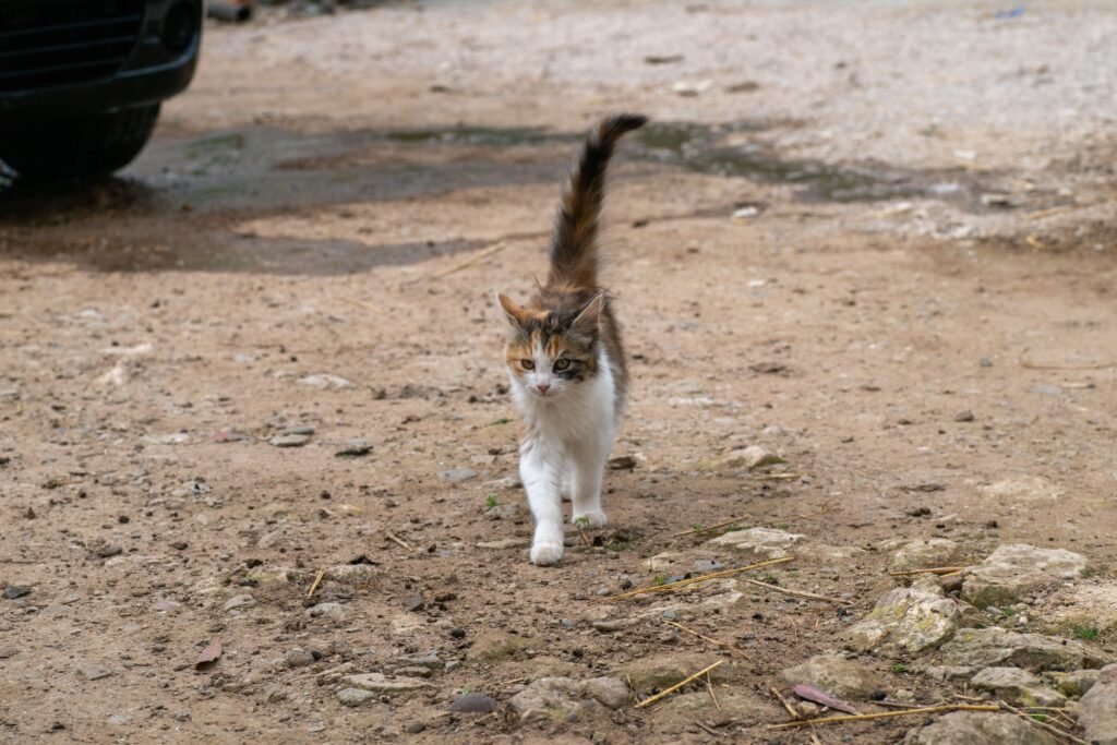 Cute calico cat strolling on a rocky dirt path, showcasing its playful curiosity.