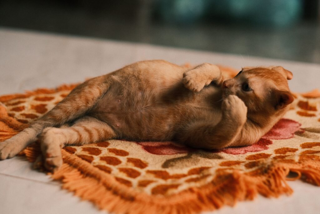 How to Know If Your Cat Is Pregnant? A cute ginger cat lounging on a colorful rug indoors, exuding a playful and relaxed vibe.