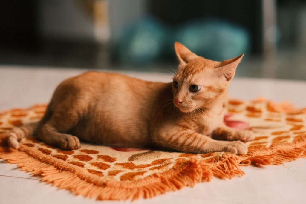 How Long Do Cats Stay in Season or Heat A serene ginger tabby cat lounging on a colorful carpet indoors, captured in warm tones.