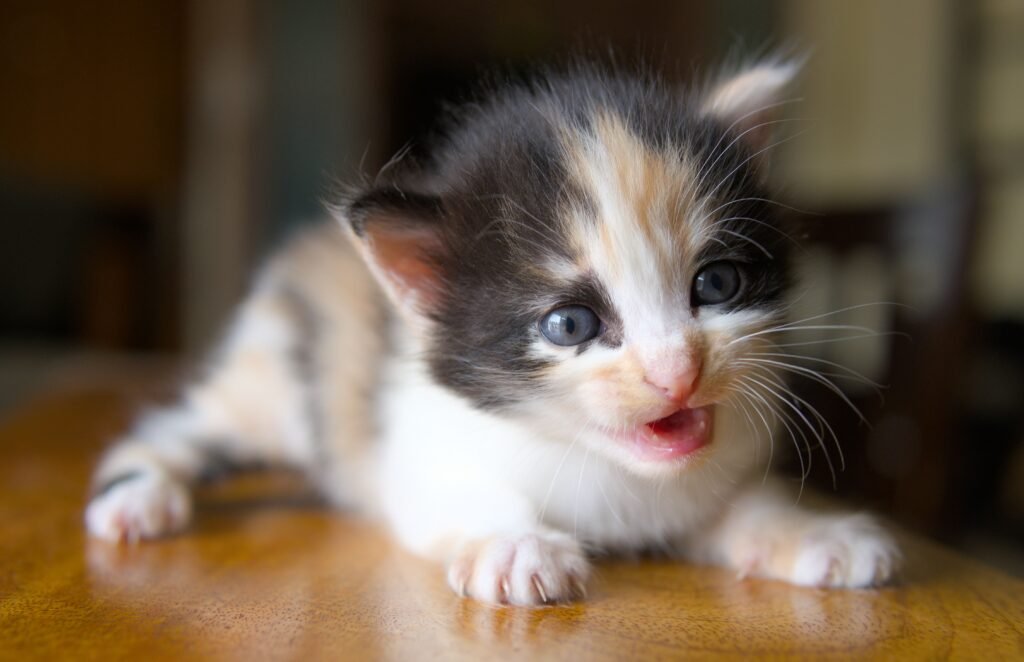 A cute calico kitten with blue eyes playfully lying on a wooden table indoors.
