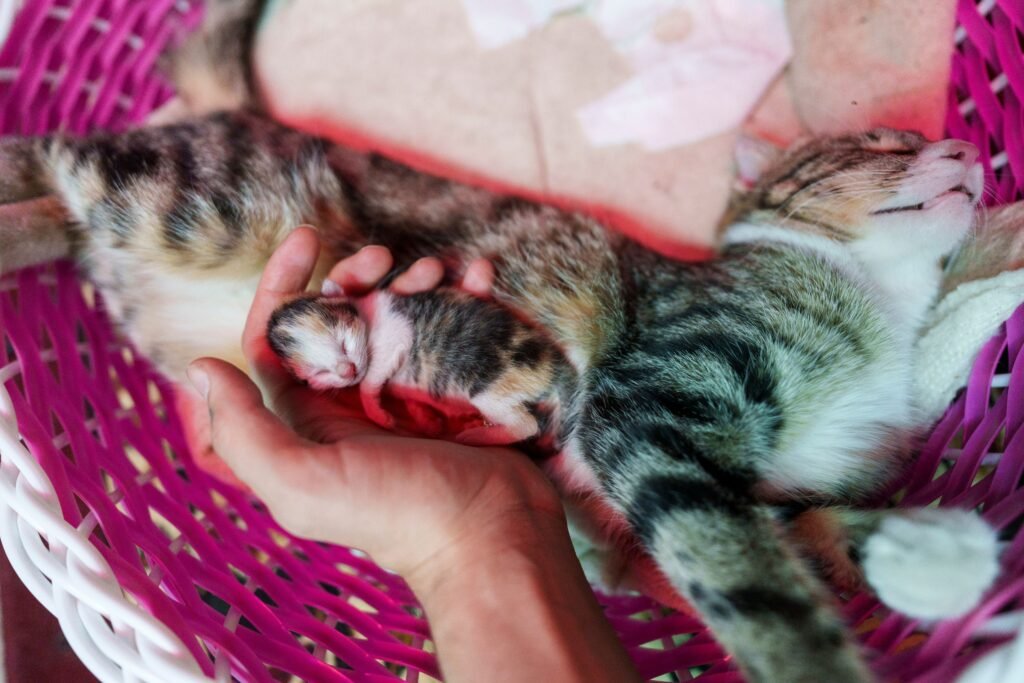 A peaceful scene of a mother cat resting with her newborn kitten in a pink basket. Heartwarming and cute.