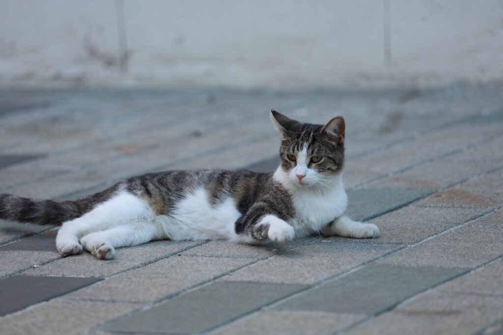 A serene cat relaxing on a sunny paved path, embodying tranquility and leisure.