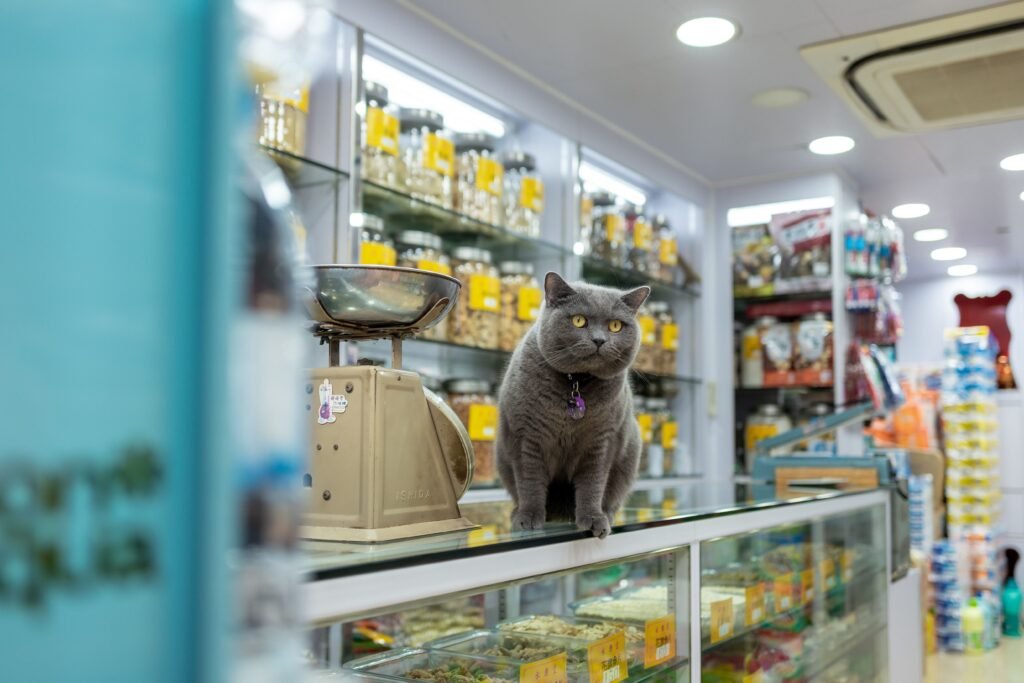 Adorable British Shorthair cat sitting on a counter inside a vibrant pet store in Hong Kong.