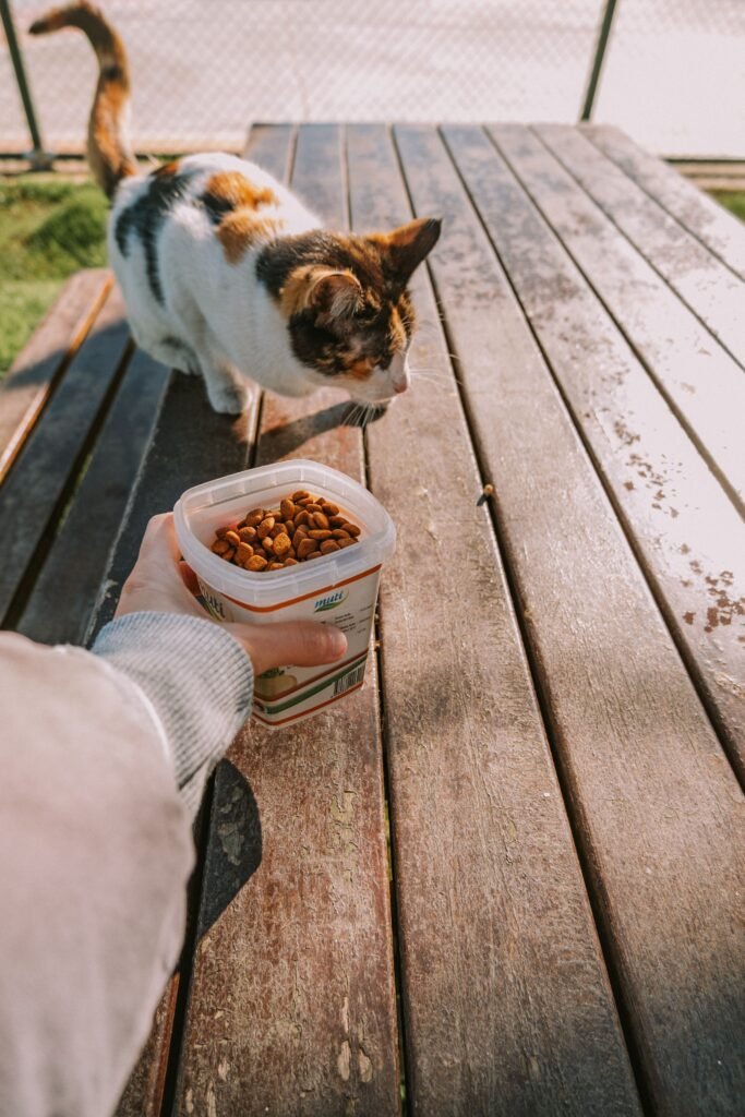 A curious calico cat inspecting food on a wooden picnic table outdoors in daylight.