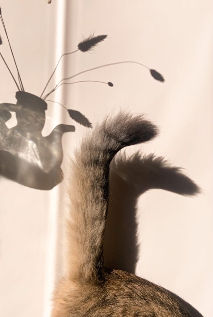 Fluffy tail of domestic cat at wall with shadow of vase with flowers under bright sunlight in light room at home