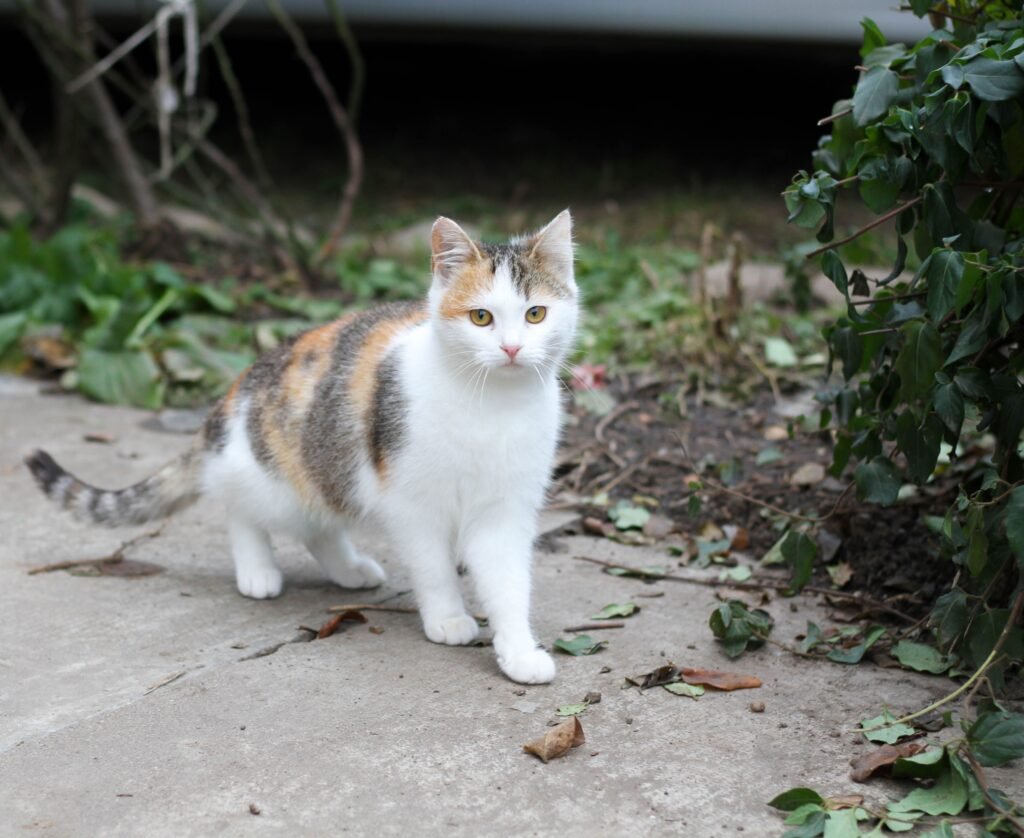 How to Know If Your Cat Is Pregnant? A cute calico cat stands outdoors surrounded by greenery, showcasing its striking fur pattern.