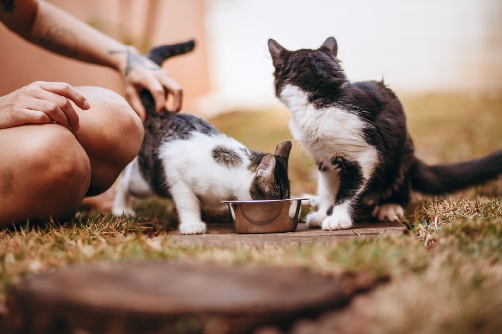 How Much Wet and Dry Food to Feed a Cat? Two cats eating from a bowl while a person gently touches them on a grassy outdoor area.