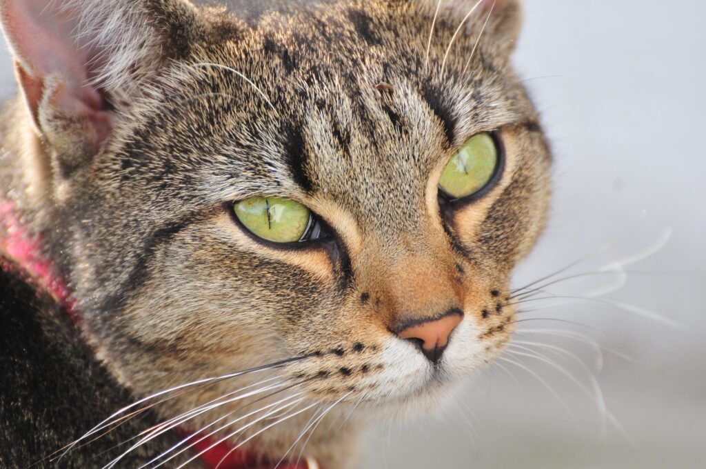 Detailed close-up of a tabby cat showcasing its striking green eyes and unique fur patterns.
